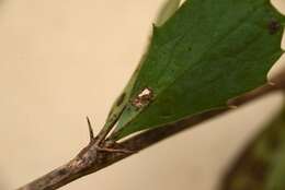 Image of Berberis glaucocarpa Stapf