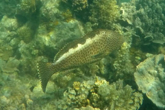 Image of Brown-spotted rock-cod