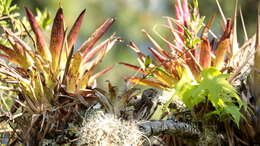 Image of Tamaulipas Pygmy Owl