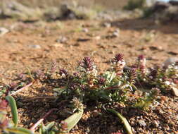 صورة Hebenstretia neglecta H. Roessler