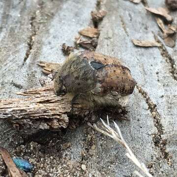 Image of Bumble Flower Beetle