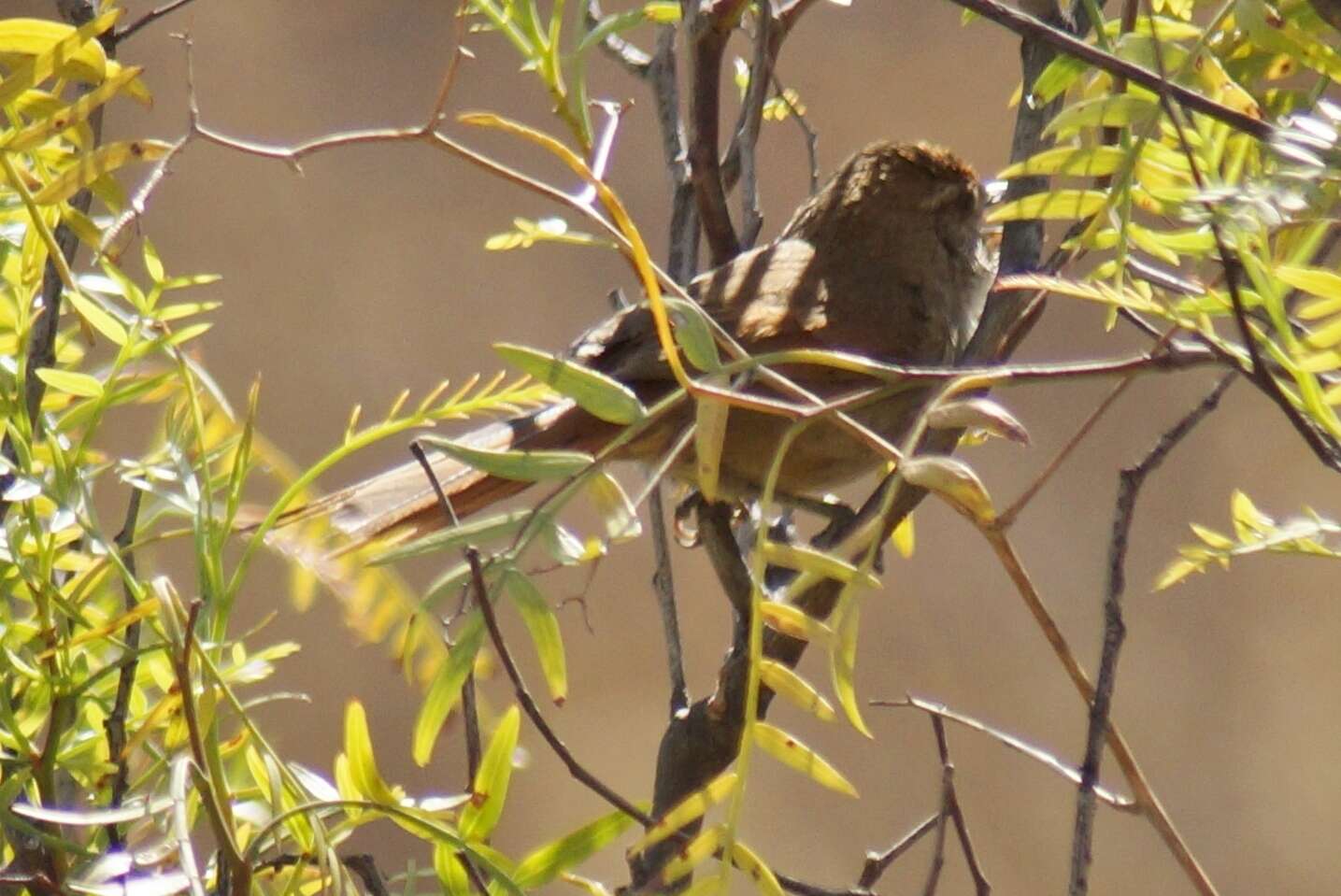 Image of Rusty-fronted Canastero