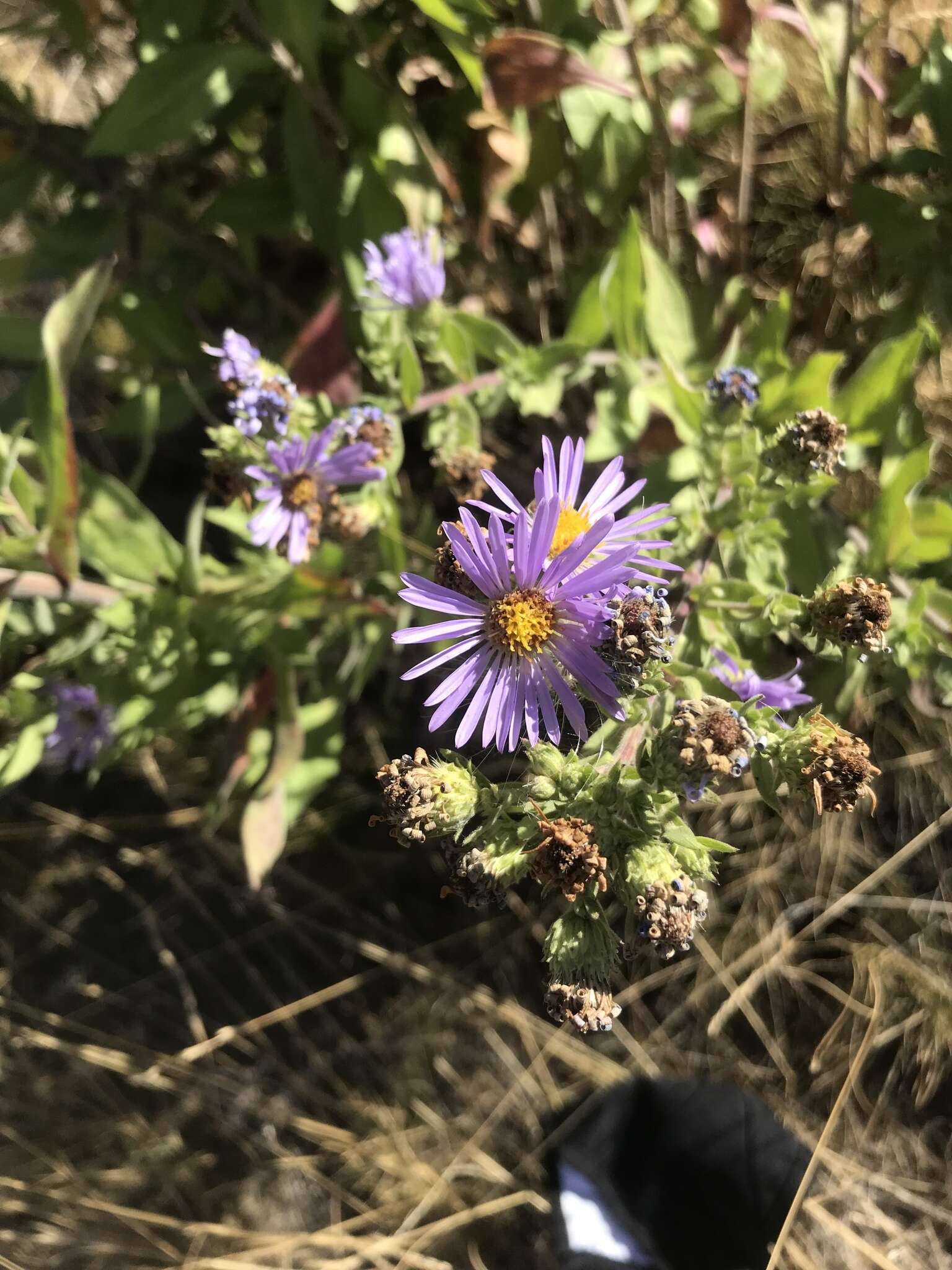 Image of Jessica's aster