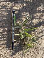 Image of dwarf milkweed