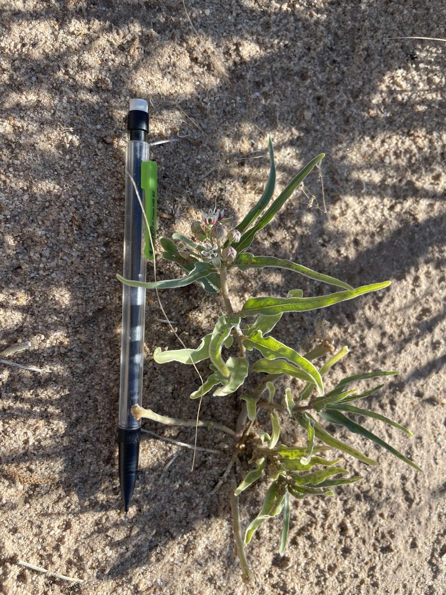 Image of dwarf milkweed