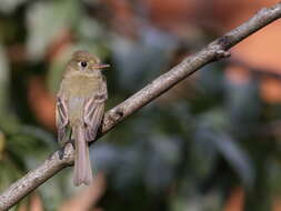 Image of Cordilleran Flycatcher