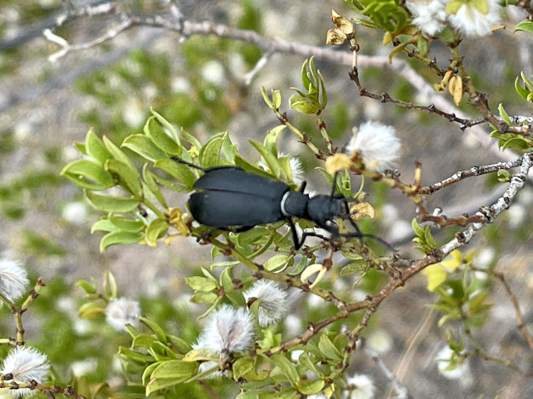 Image of Epicauta (Macrobasis) segmenta (Say 1824)