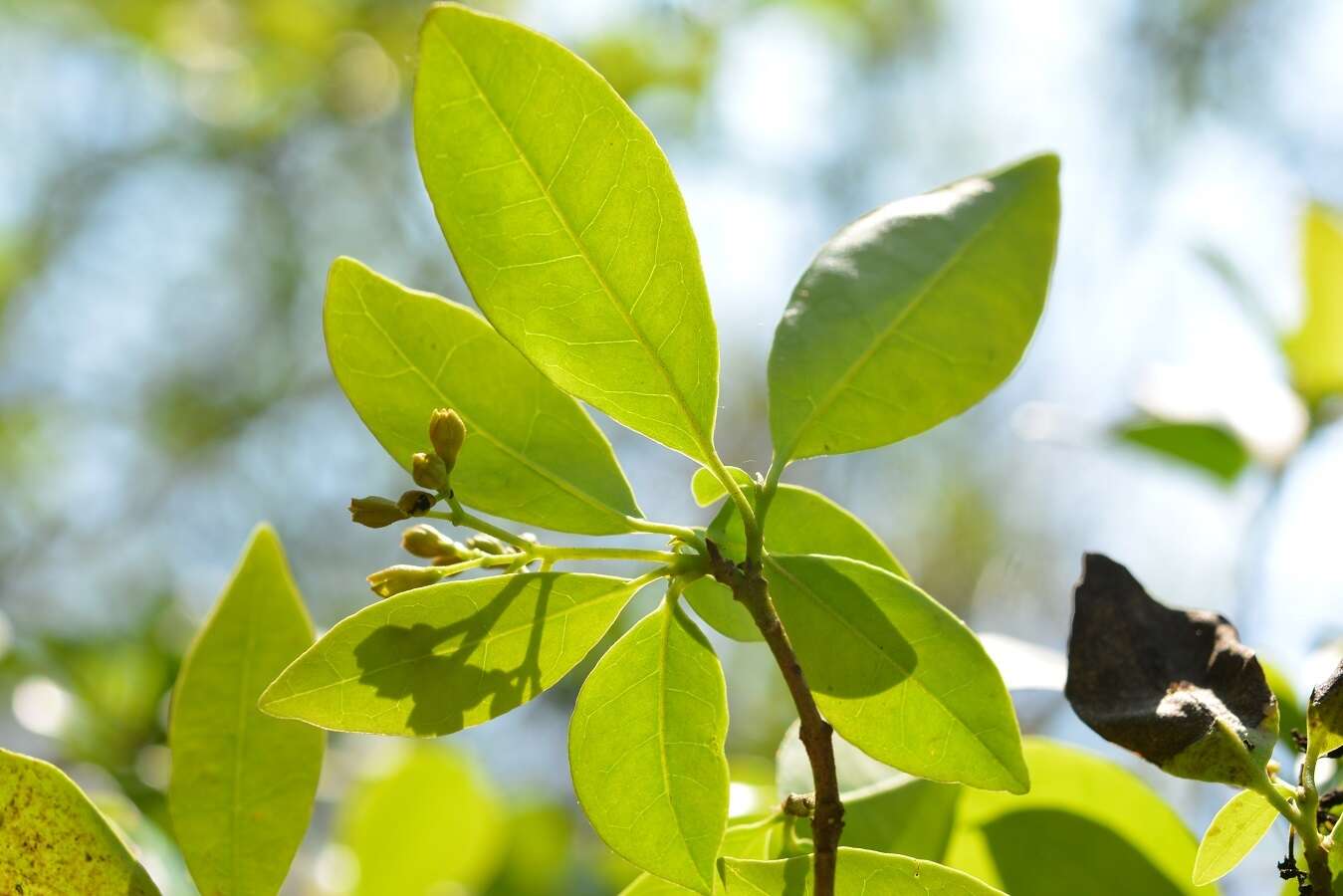 Image of Hamelia calycosa Donn. Sm.