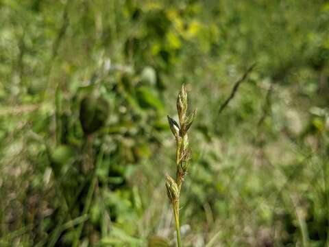 Sivun Carex xerantica L. H. Bailey kuva