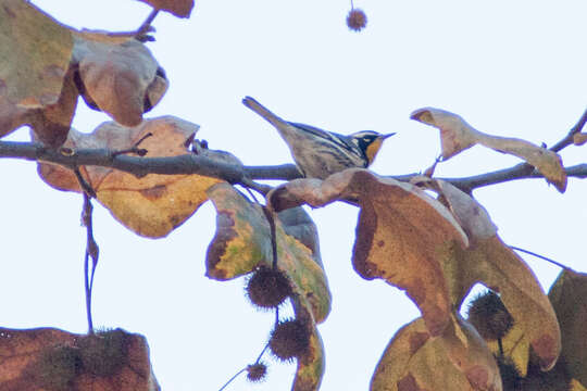 Image of Yellow-throated Warbler