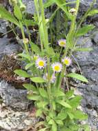 Image of eastern daisy fleabane