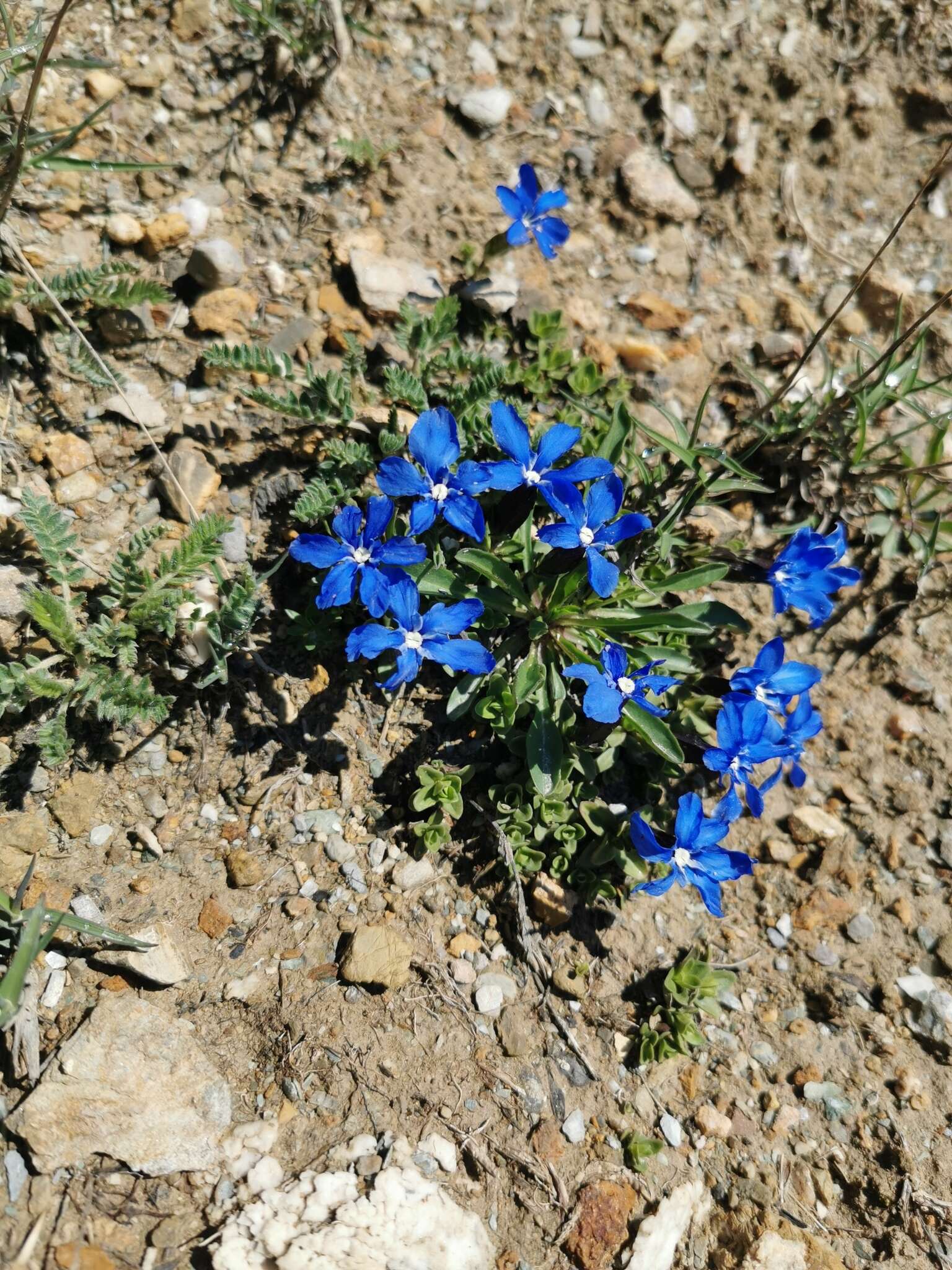 Image of Gentiana brachyphylla subsp. favratii (Rittener) Tutin