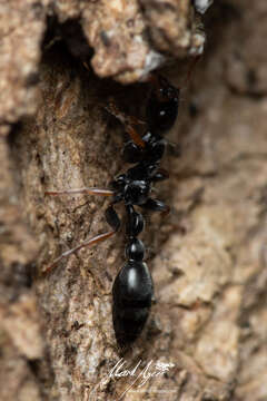 Image of Tetraponera punctulata Smith 1877