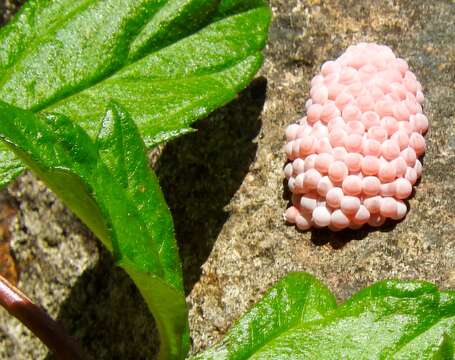 Sivun Pomacea canaliculata (Lamarck 1822) kuva