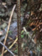 Image of Lastreopsis hispida (Sw.) Tindale