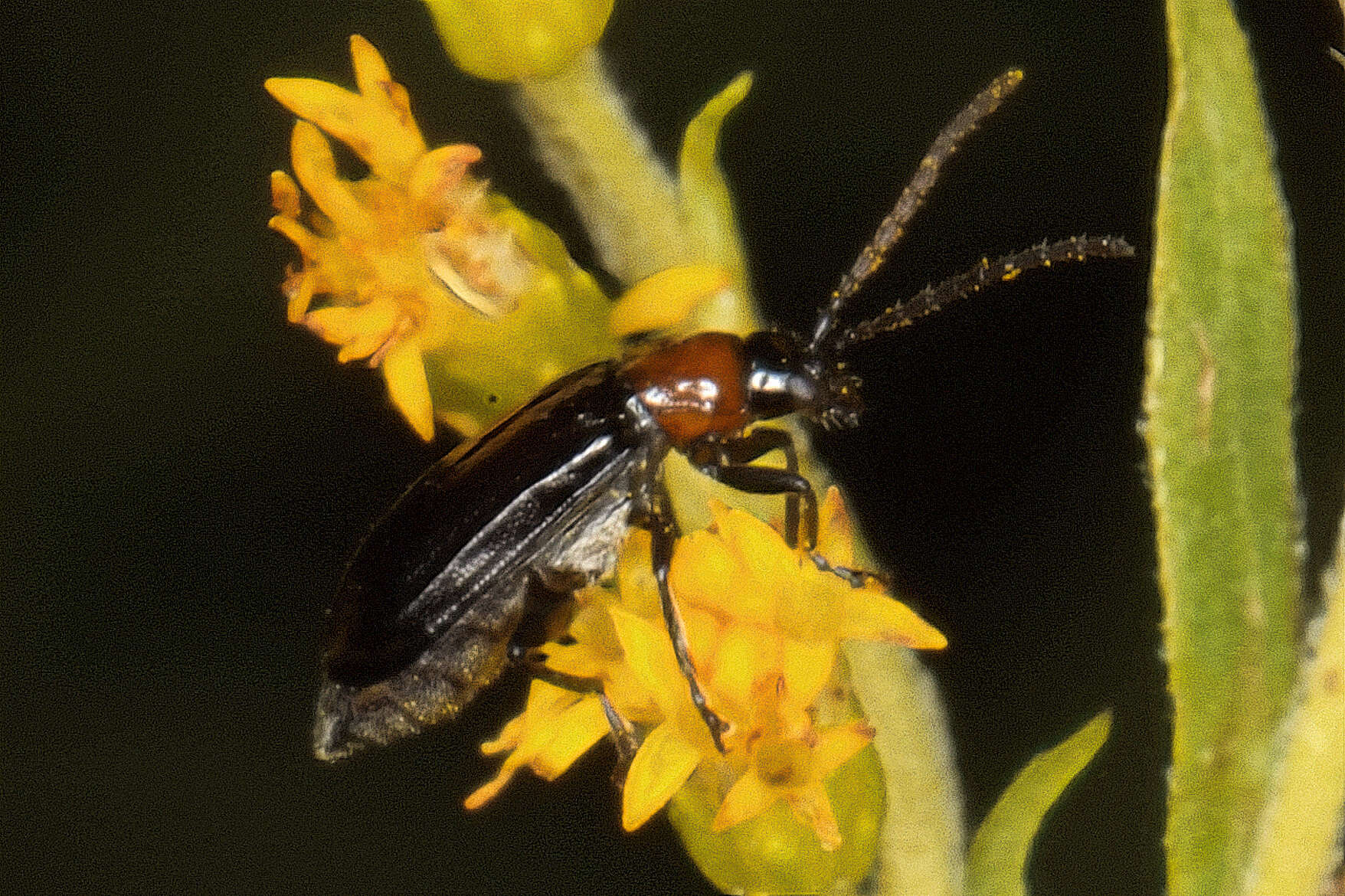 Plancia ëd Diabrotica cristata (Harris 1836)