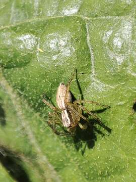 Image of Oxyopes lineatus Latreille 1806