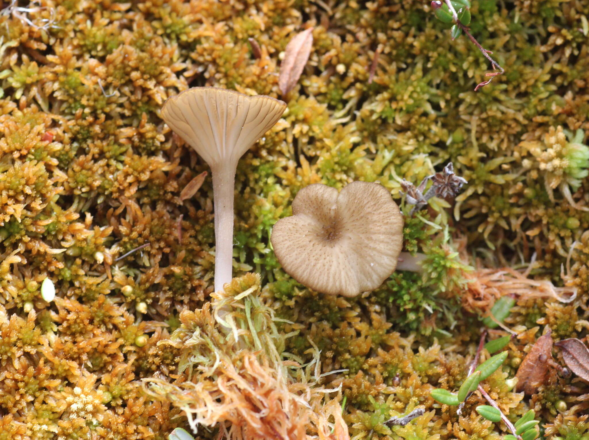 Image of Arrhenia sphagnicola (Berk.) Redhead, Lutzoni, Moncalvo & Vilgalys 2002