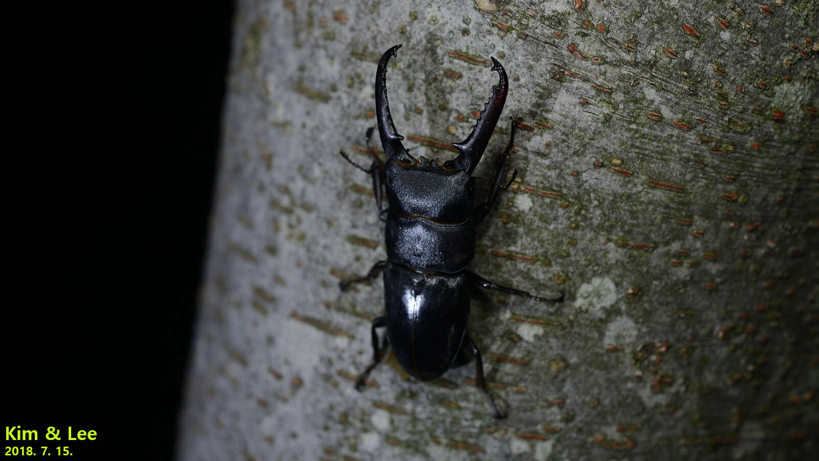 Image of Serrognathus titanus castanicolor Motschulsky 1861