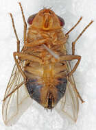 Cordylobia anthropophaga (Blanchard & Berenger-Feraud 1872) resmi