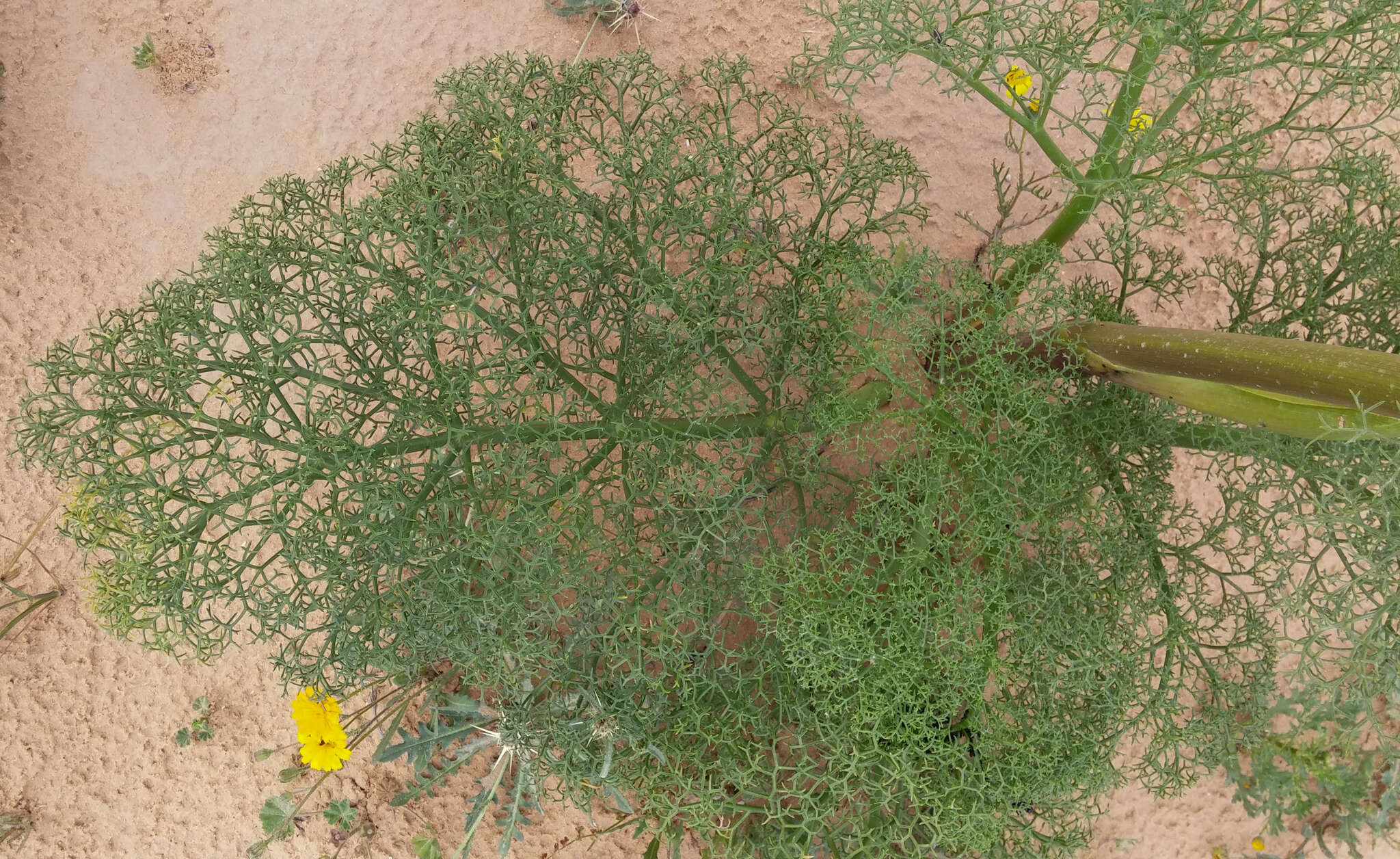 Image of Ferula sinaica Boiss.