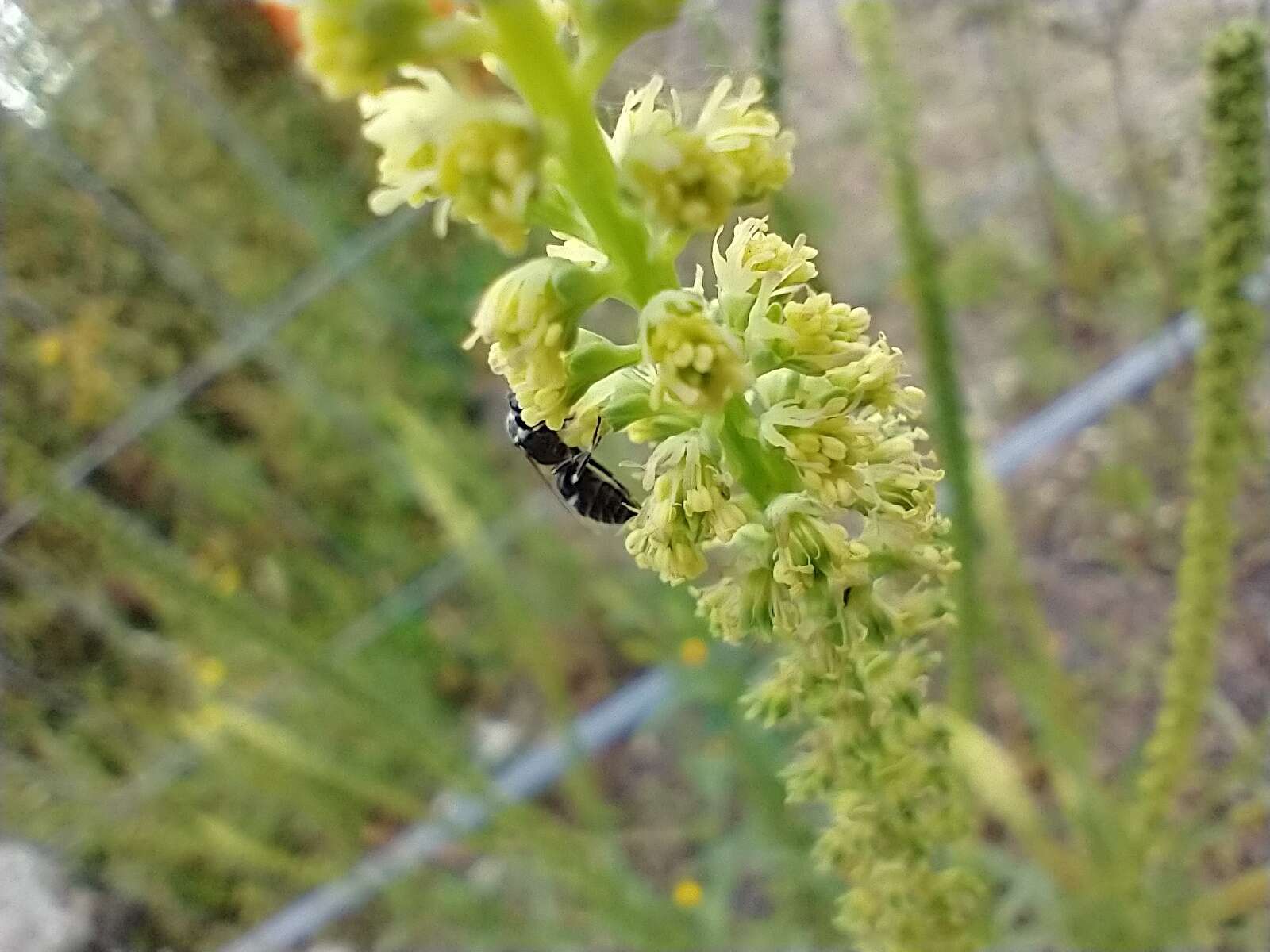 Hylaeus signatus (Panzer 1798) resmi