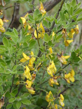 Image of Cytisus villosus Pourr.