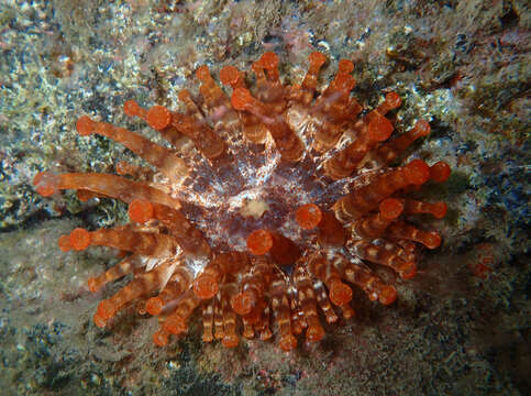 Image of blunt-tentacled anemone