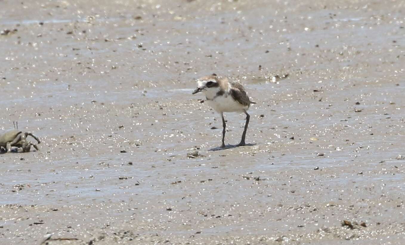 Image of Lesser Sand Plover