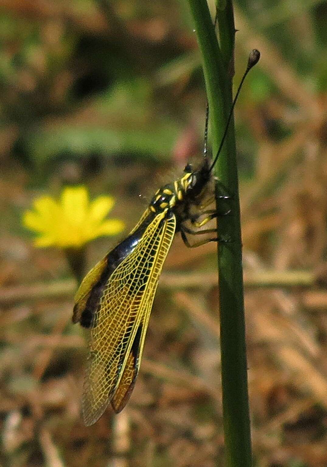 Image of Libelloides longicornis (Linnaeus 1764)