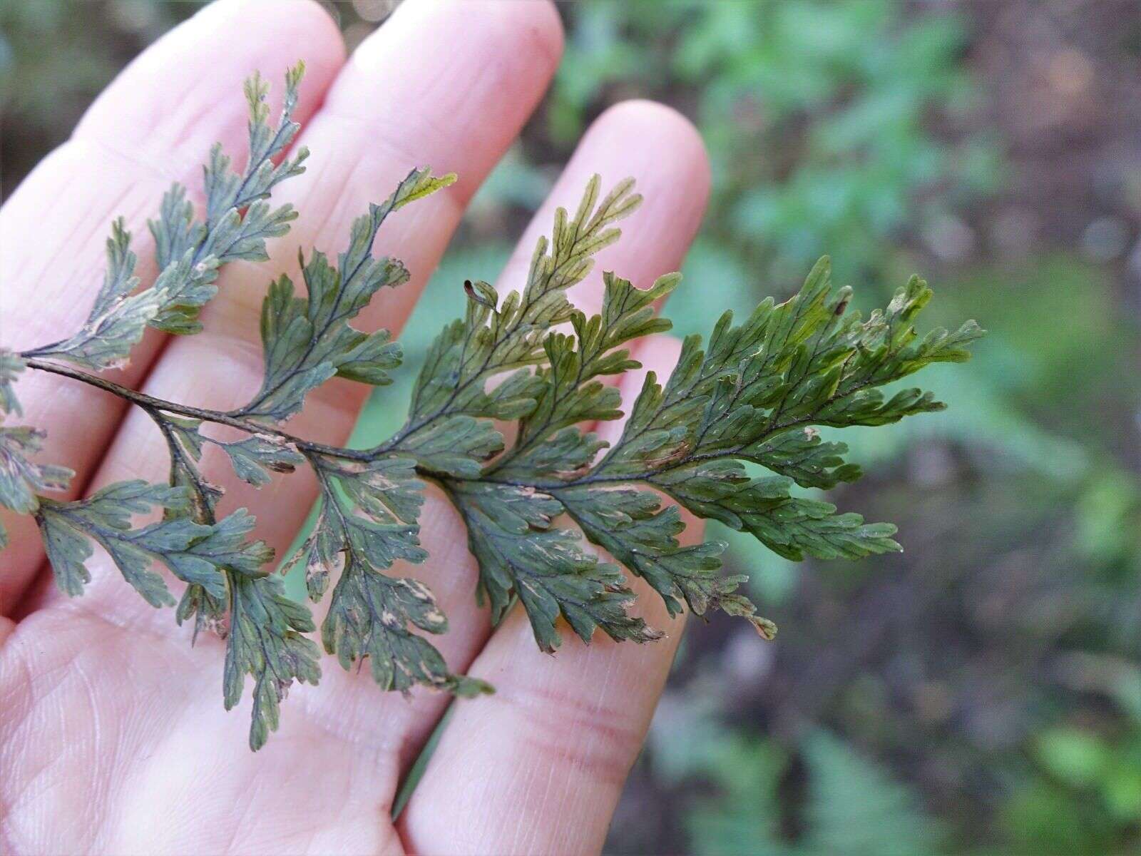 صورة Hymenophyllum scabrum A. Rich.