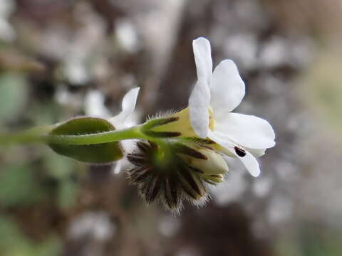 Imagem de Myosotis lytteltonensis (Laing & A. Wall) de Lange