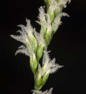 Image de Festuca kingii (S. Watson) Cassidy