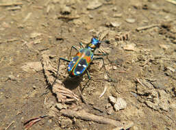 Image of Cicindela (Sophiodela) chinensis De Geer 1774