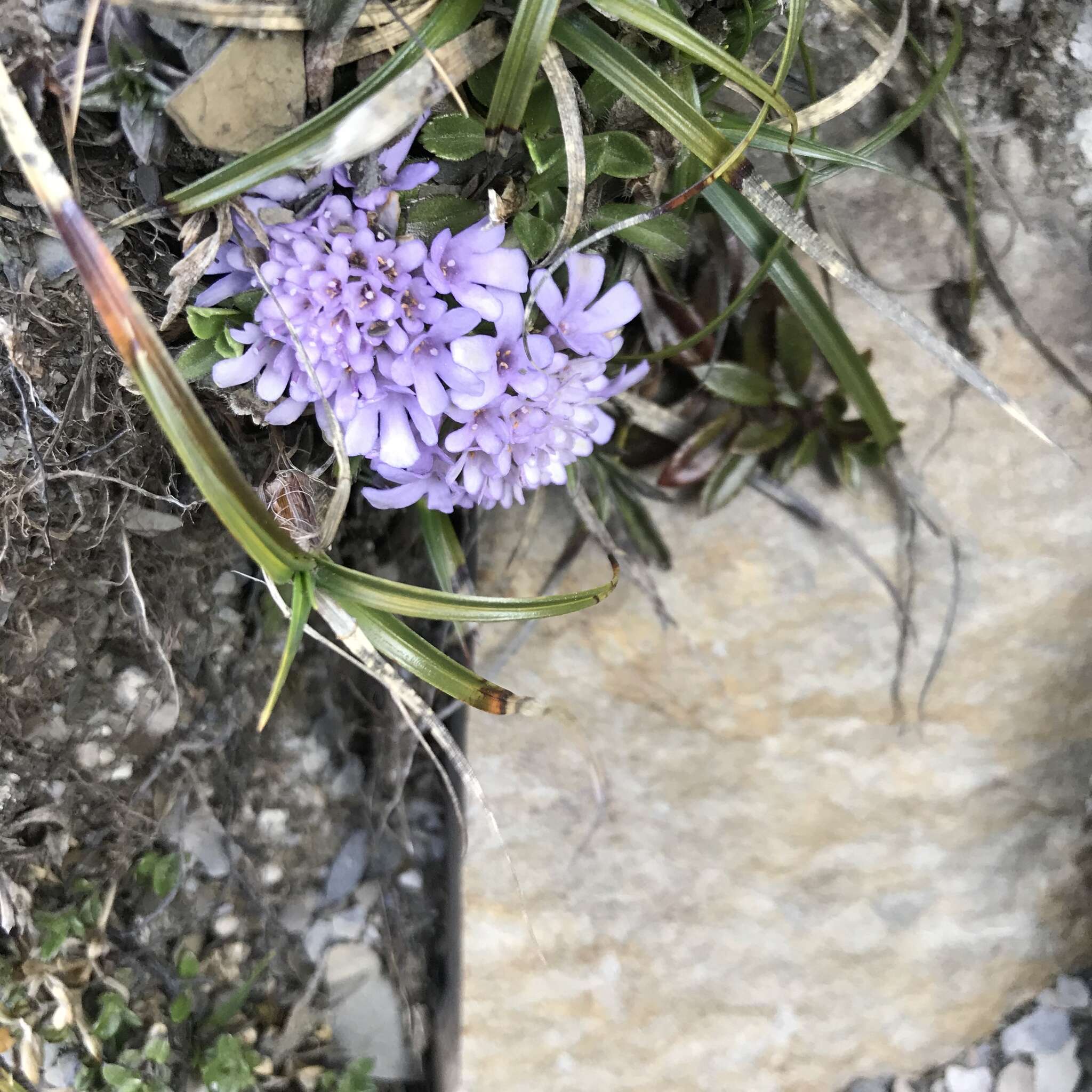 Image de Scabiosa lacerifolia Hayata