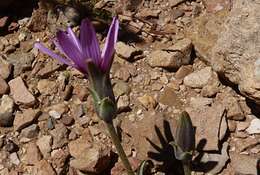 Image of Pseudopodospermum undulatum (Vahl) Zaika, Sukhor. & N. Kilian