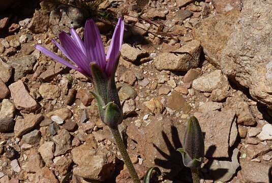 Pseudopodospermum undulatum (Vahl) Zaika, Sukhor. & N. Kilian resmi