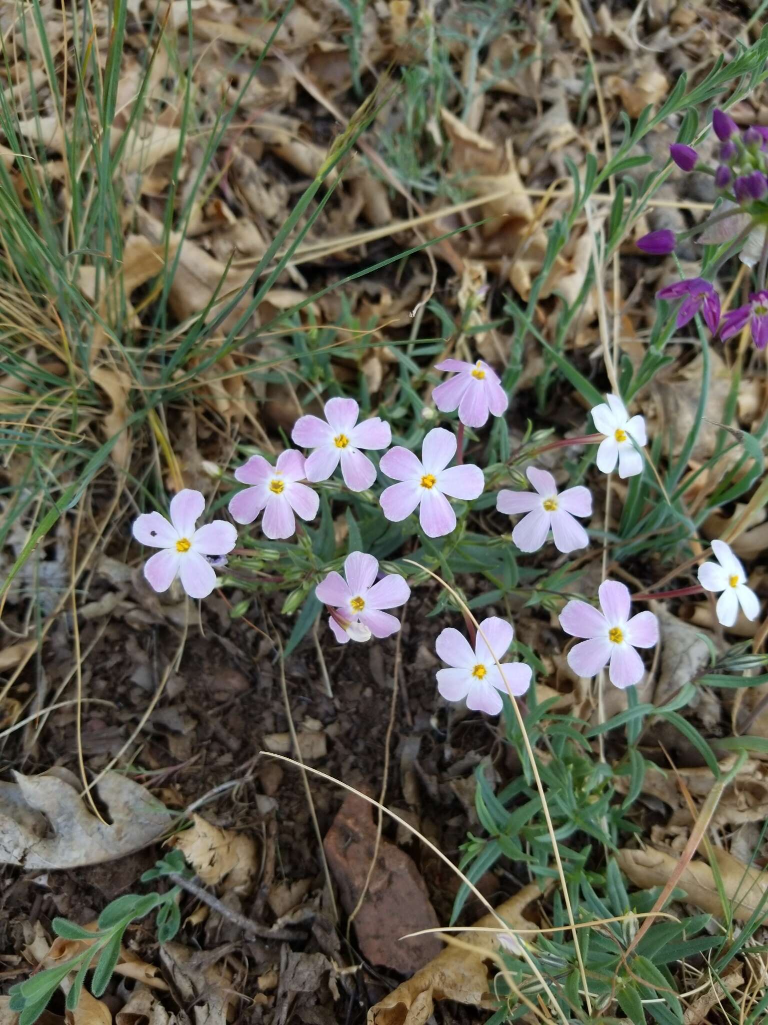 Image of Big Bear Valley phlox