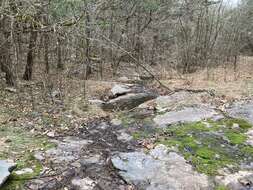 Image of Ozark calamint