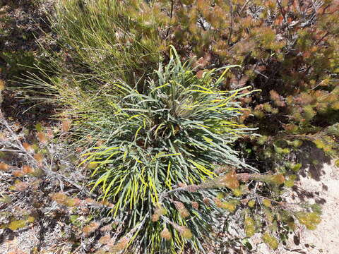 Image of honeypot dryandra