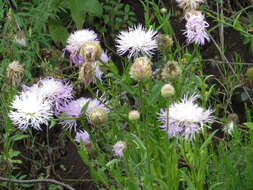 Plancia ëd Plectocephalus americanus (Nutt.) D. Don