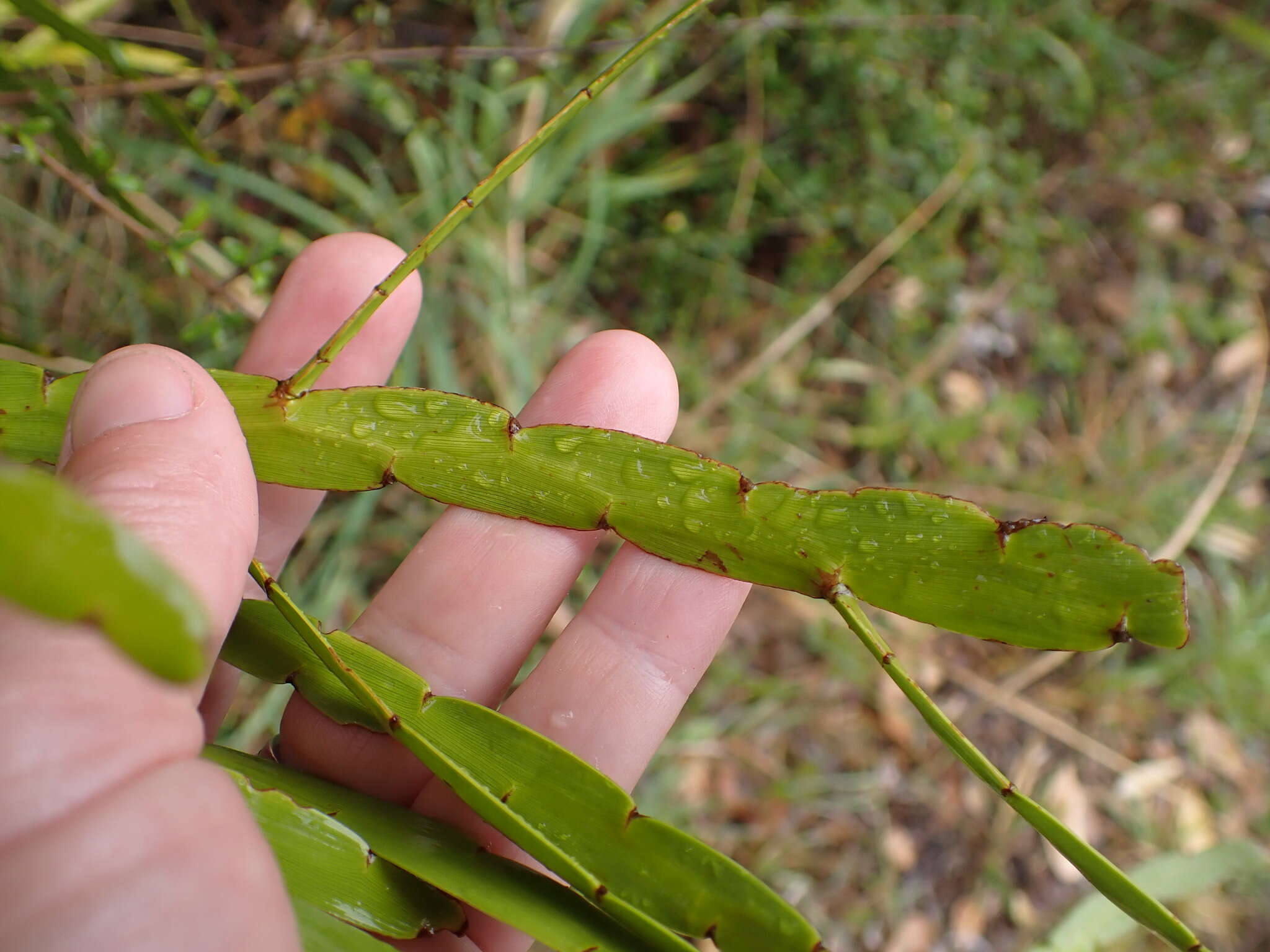 Image of Carmichaelia williamsii Kirk