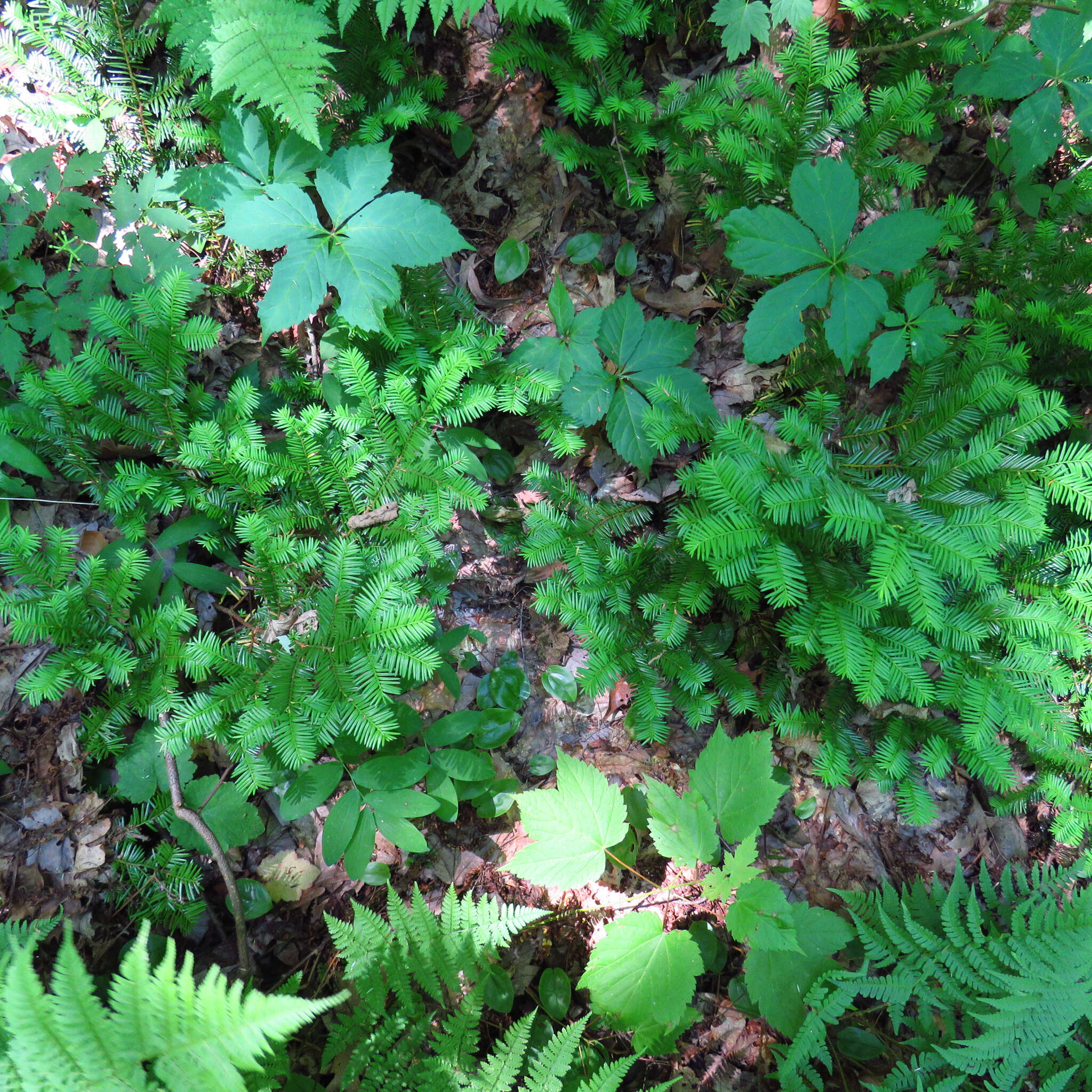 Image of Canada yew