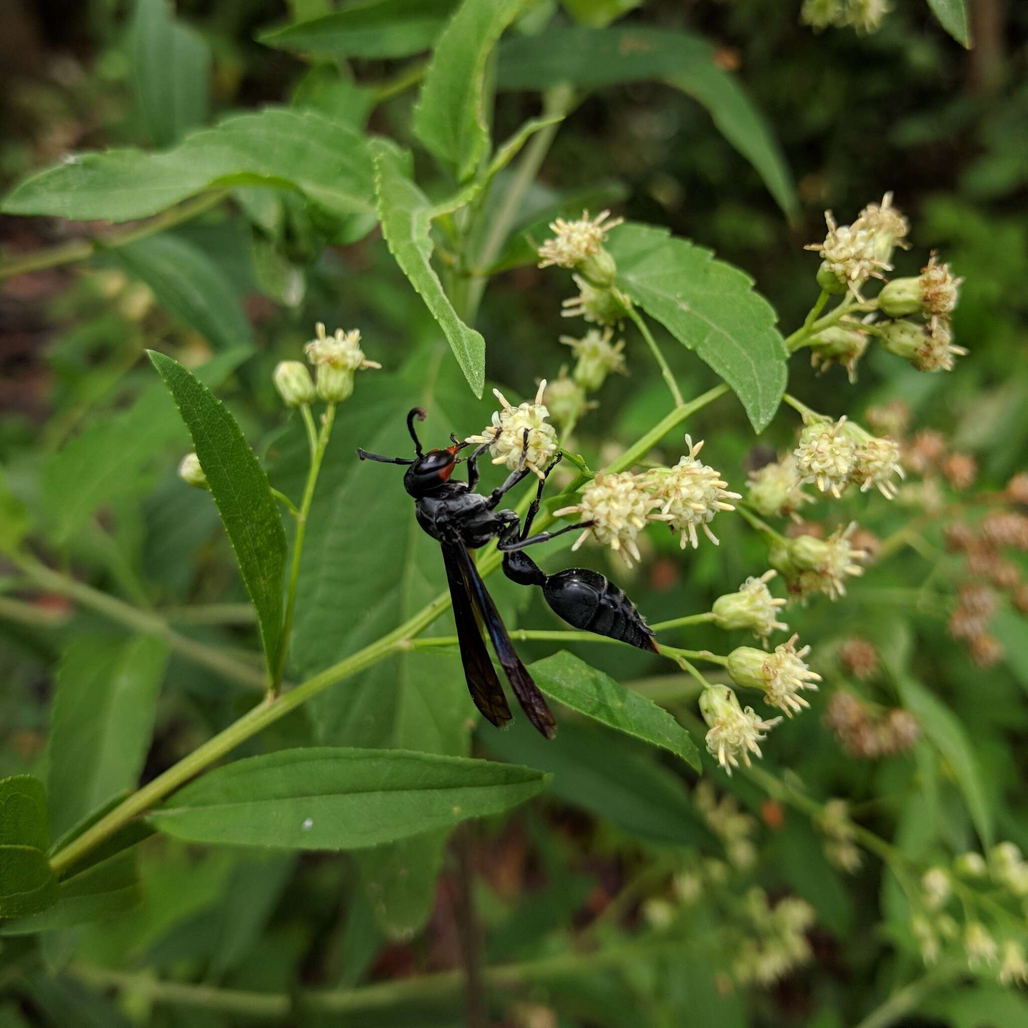 Zethus brasiliensis de Saussure的圖片