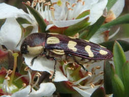 Image of Castiarina decemmaculata (Kirby 1818)