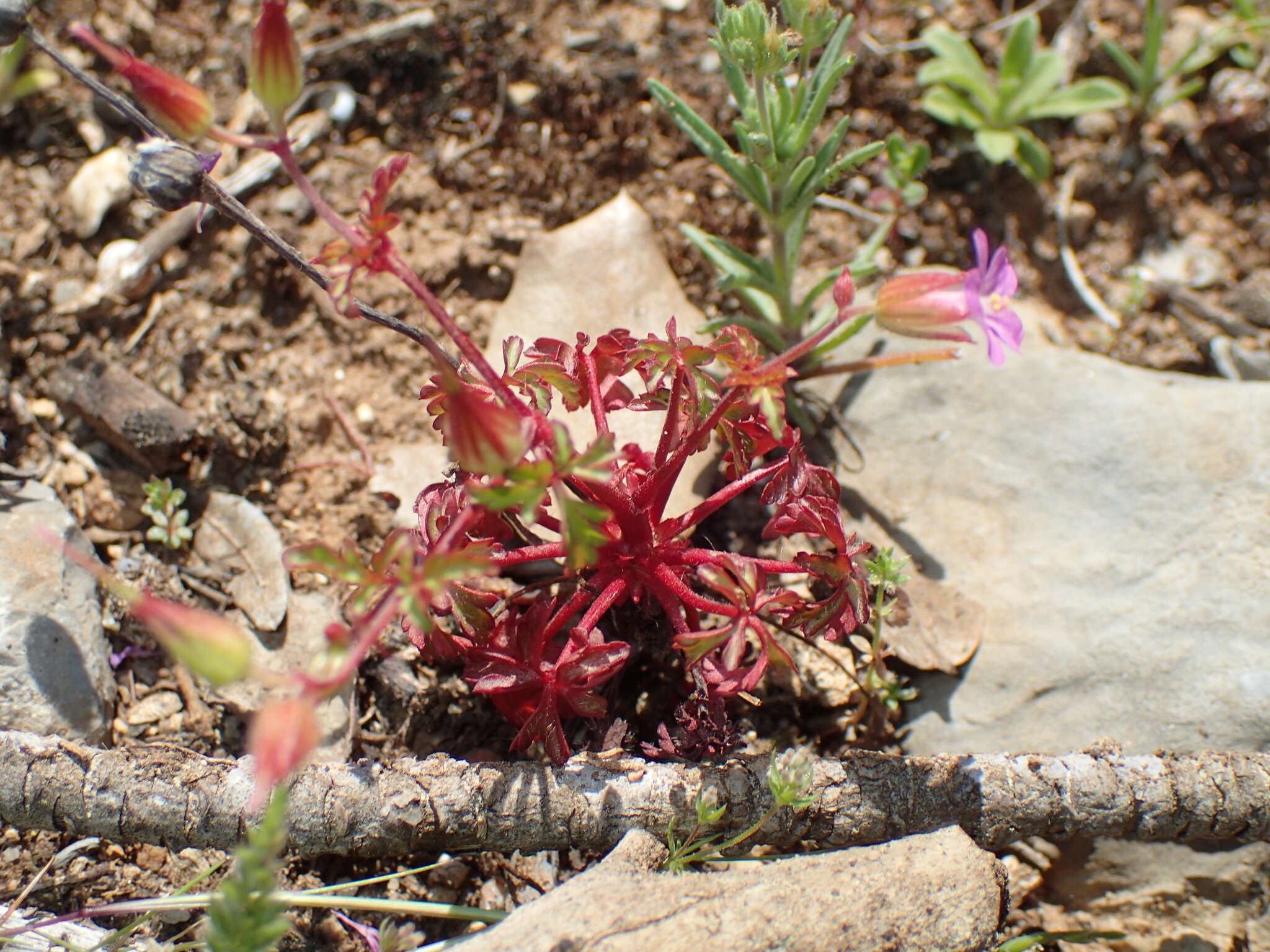 Image of Geranium purpureum Vill.