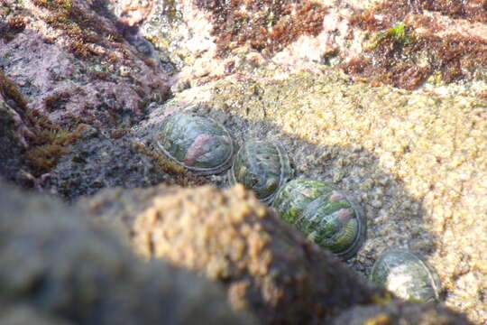 Image of smooth Panama chiton