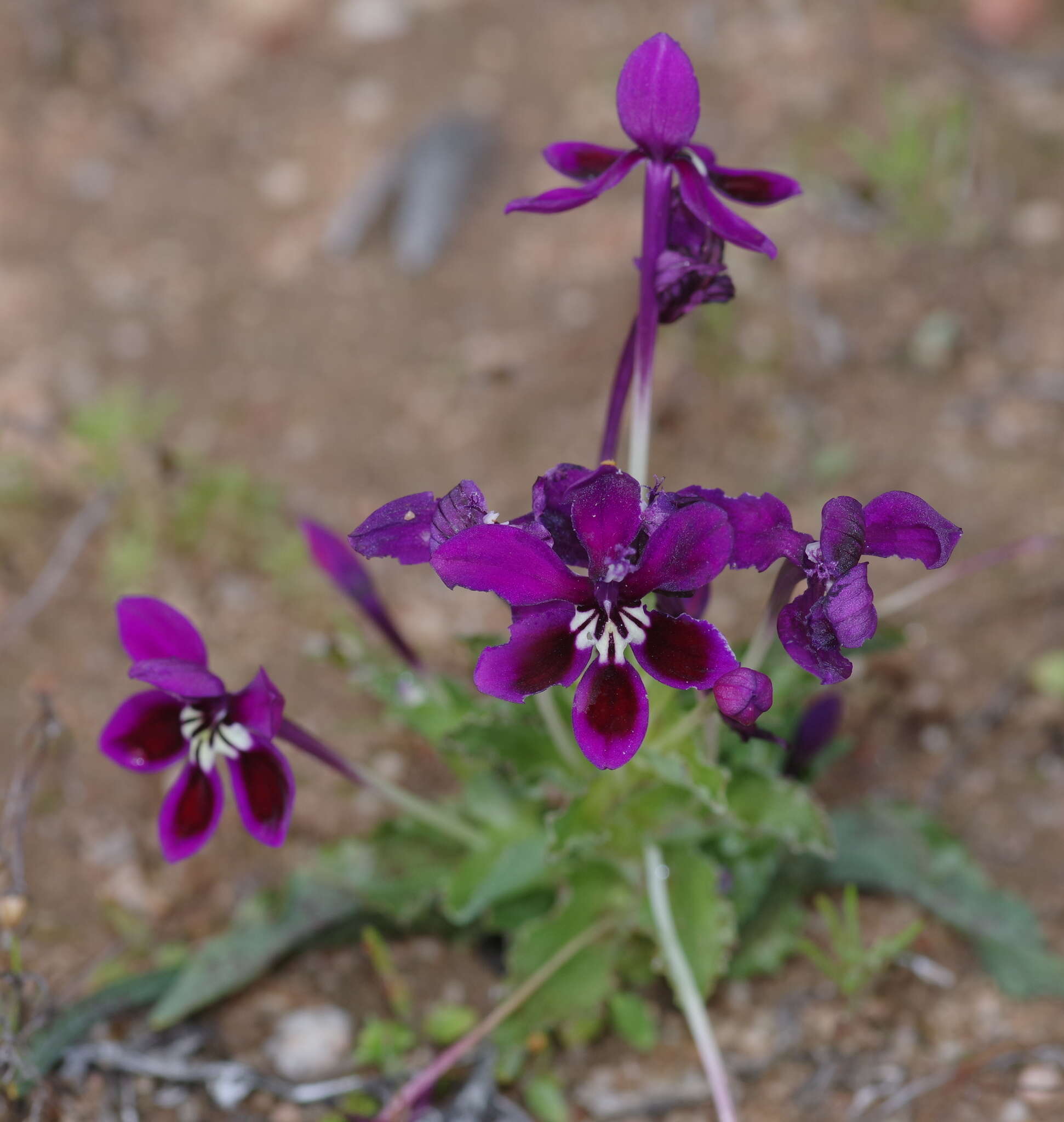 Image of Lapeirousia pyramidalis subsp. regalis Goldblatt & J. C. Manning