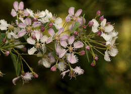 صورة Triaspis glaucophylla Engl.