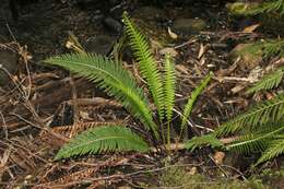 Image of Fishbone water-fern